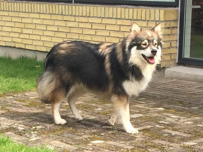 Kennel Villi-Joikhu