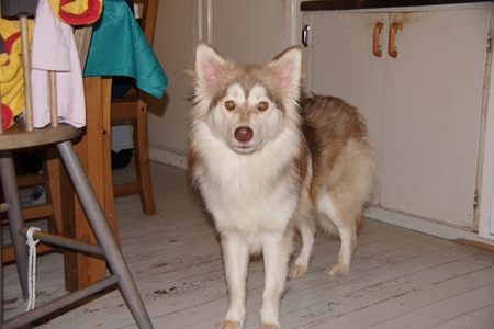 Kennel Villi-Joikhu