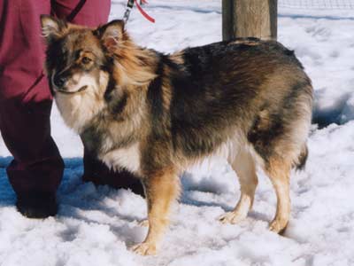 Viivi katselmuksessa