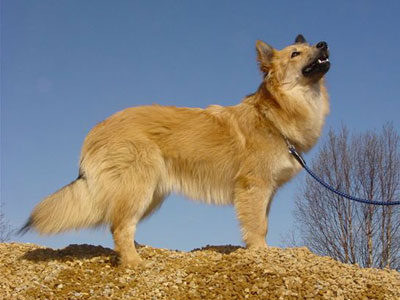 Usva ROP-pentu