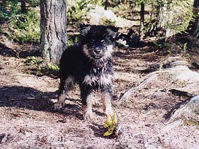 delfiini on pelastettu