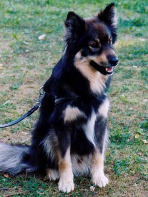 Villi-Joikhu Tuttu-Juttu