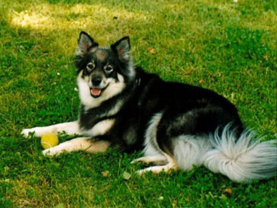 Villi-Joikhu Touhu-T&auml;ti