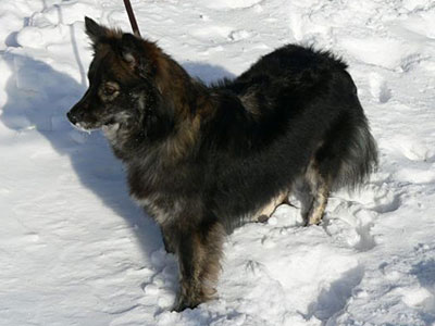 Villi-Joikhu Balanssi